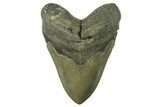 Serrated, Fossil Megalodon Tooth - North Carolina #382611-1